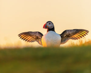 Illuminated wings of the puffin