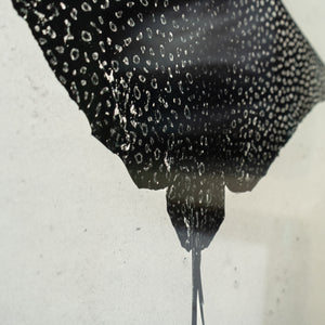 Raie léopard - Cadre galerie (32x40 pouces)