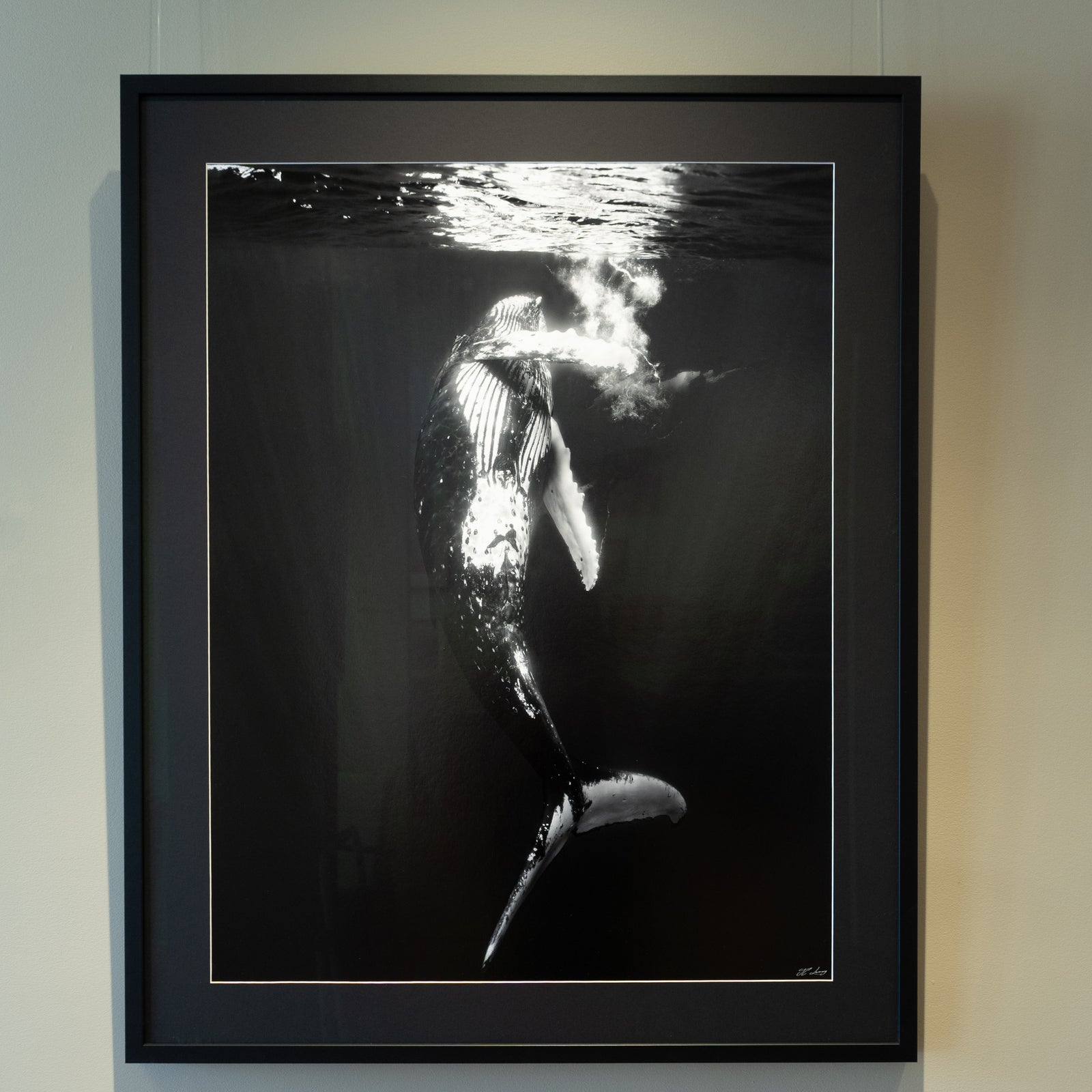 La danse du rorqual - Cadre galerie (32x40 pouces)