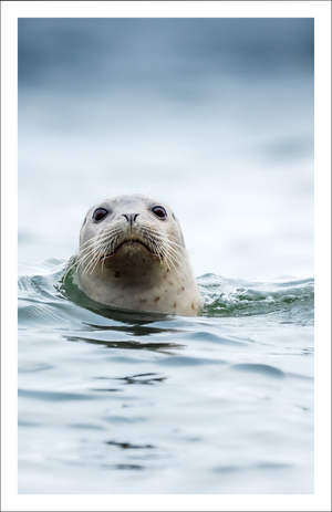 Harbour seal - Greeting Card