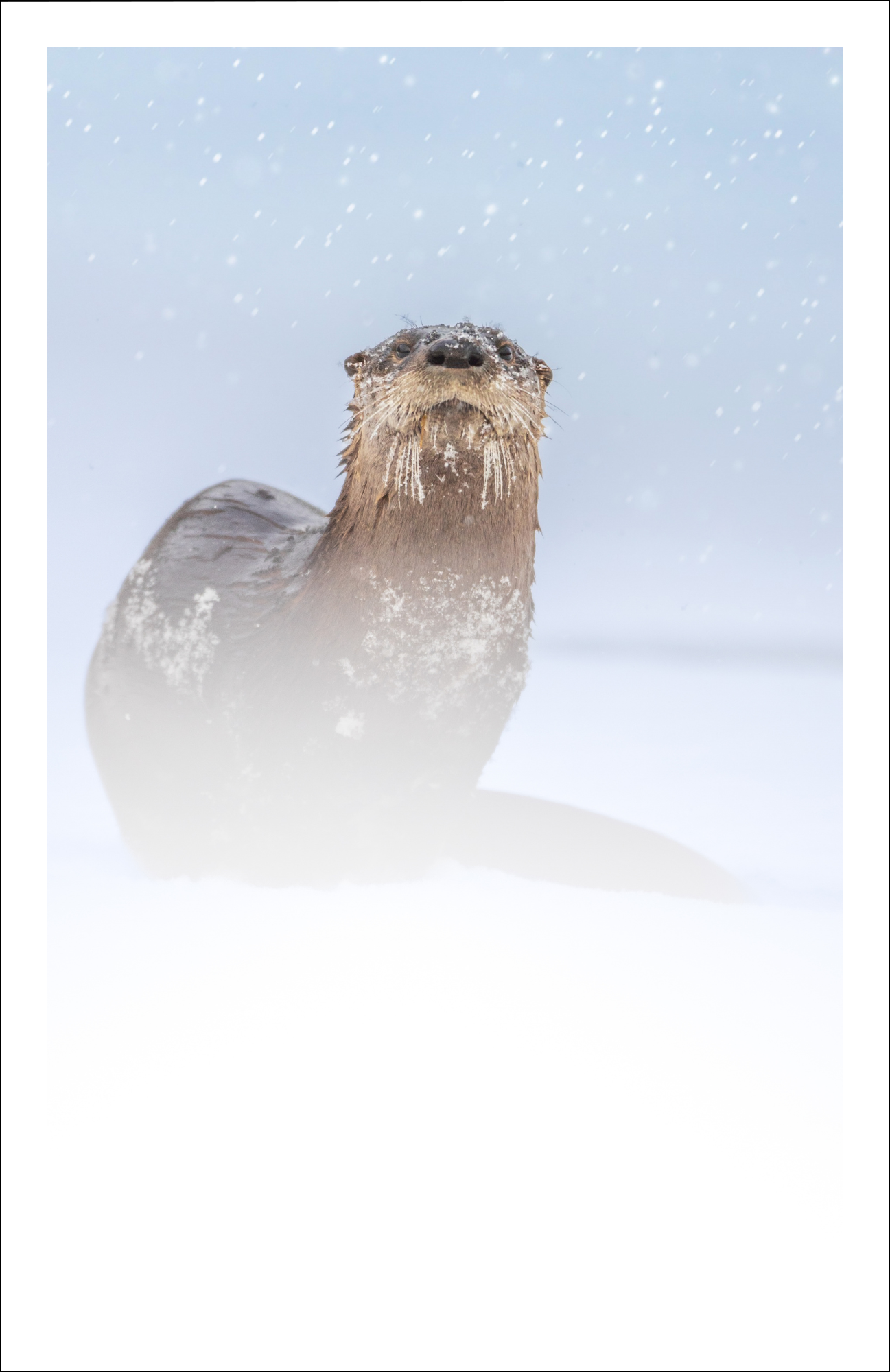 Loutre sous la neige - Carte de souhaits