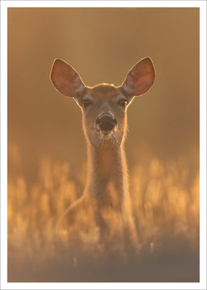 Set of  postcards (7) - Fauna