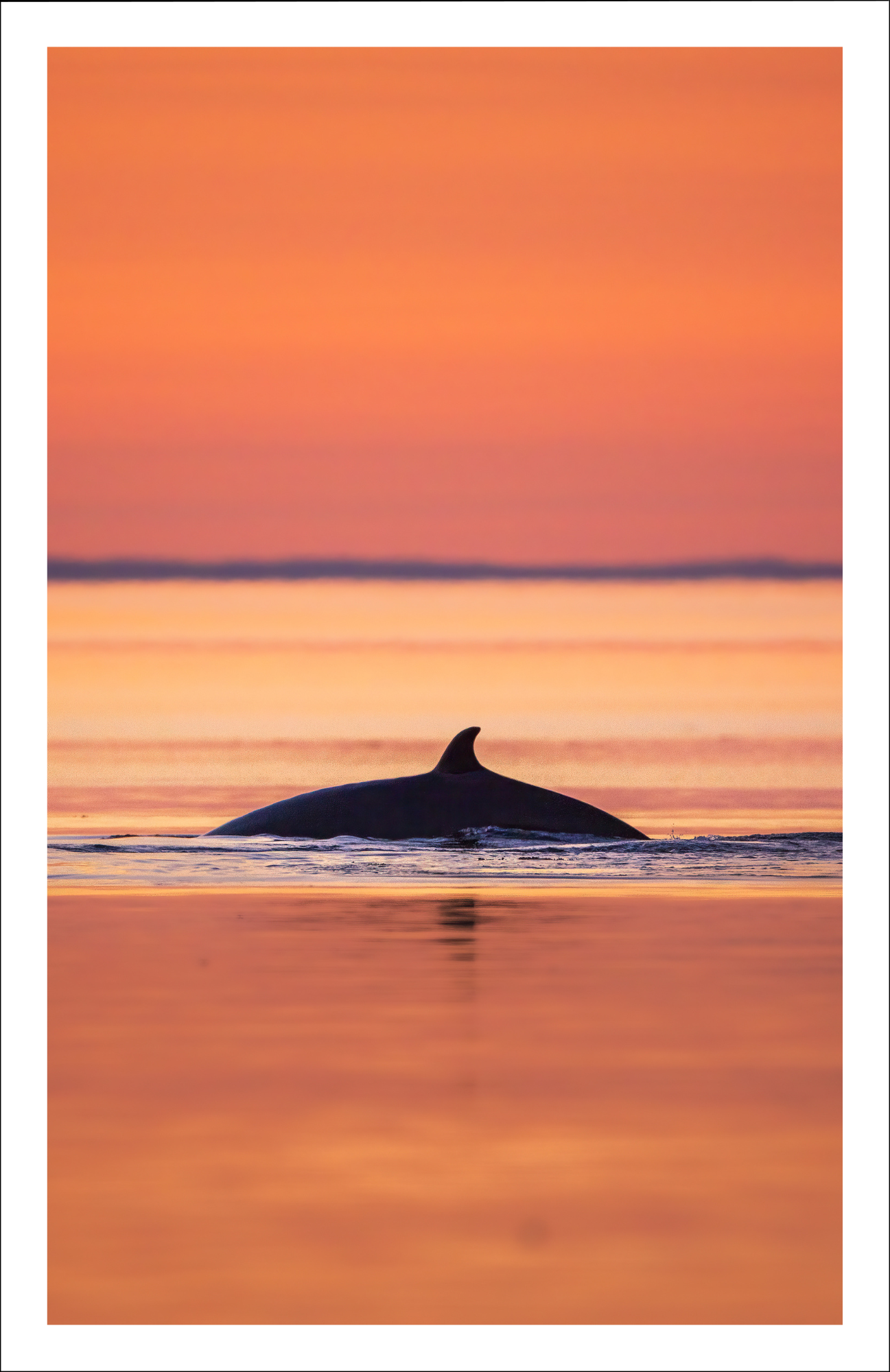 Sunset Minke whale - Greeting Card
