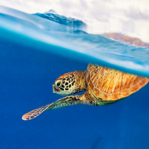 Tortue verte en surface - Cadre galerie (18x24 pouces)