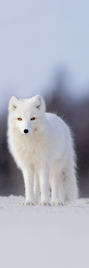 Bookmark - Arctic fox
