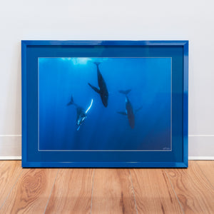 Trio de rorquals - Cadre galerie (18x24 pouces)