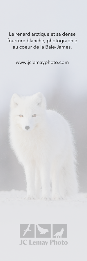 Bookmark - Arctic fox