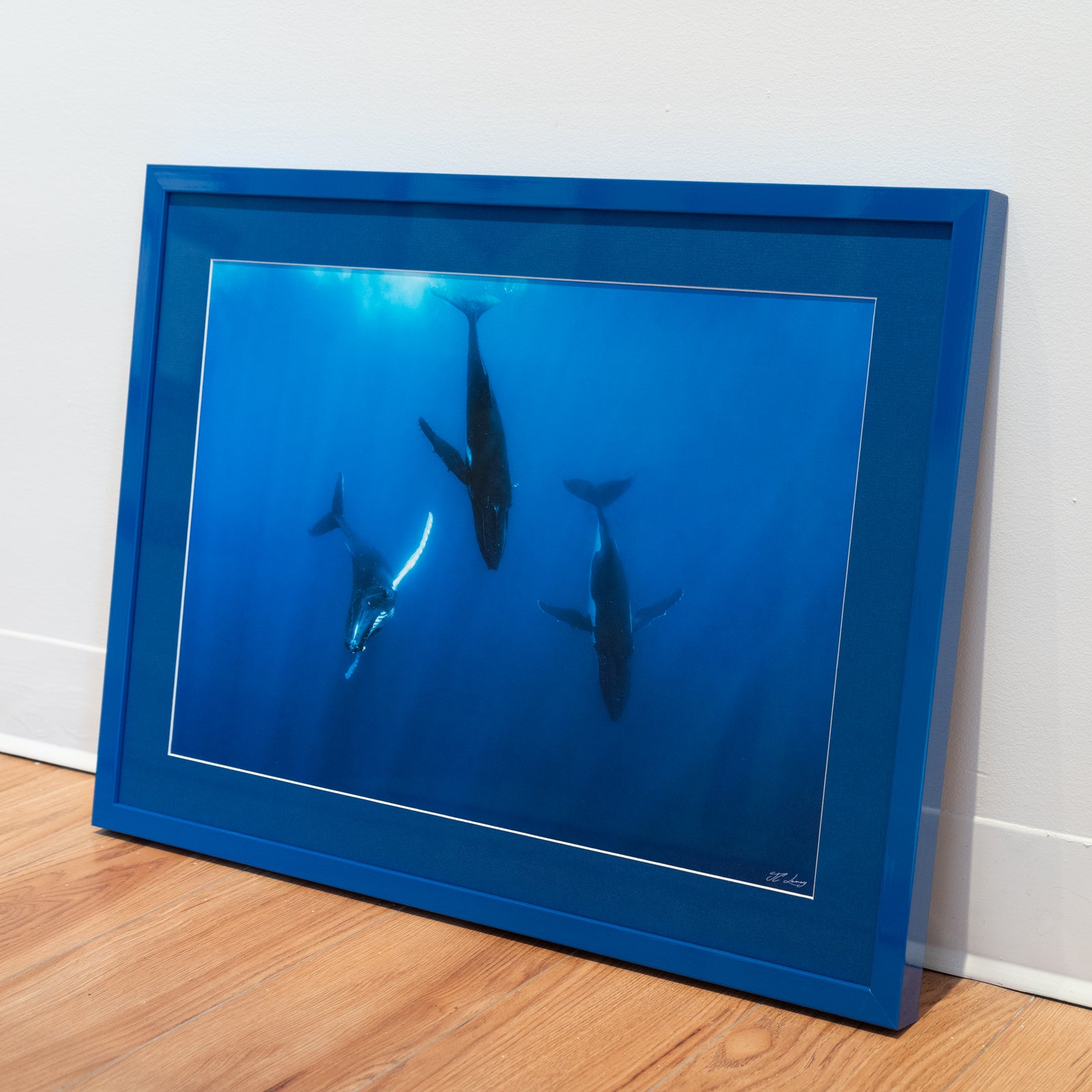 Trio de rorquals - Cadre galerie (18x24 pouces)