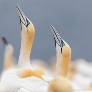 Coasters (set of 4) - Seabirds