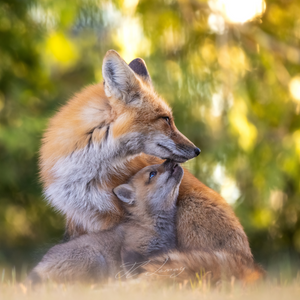 Coasters (set of 4) - Red foxes