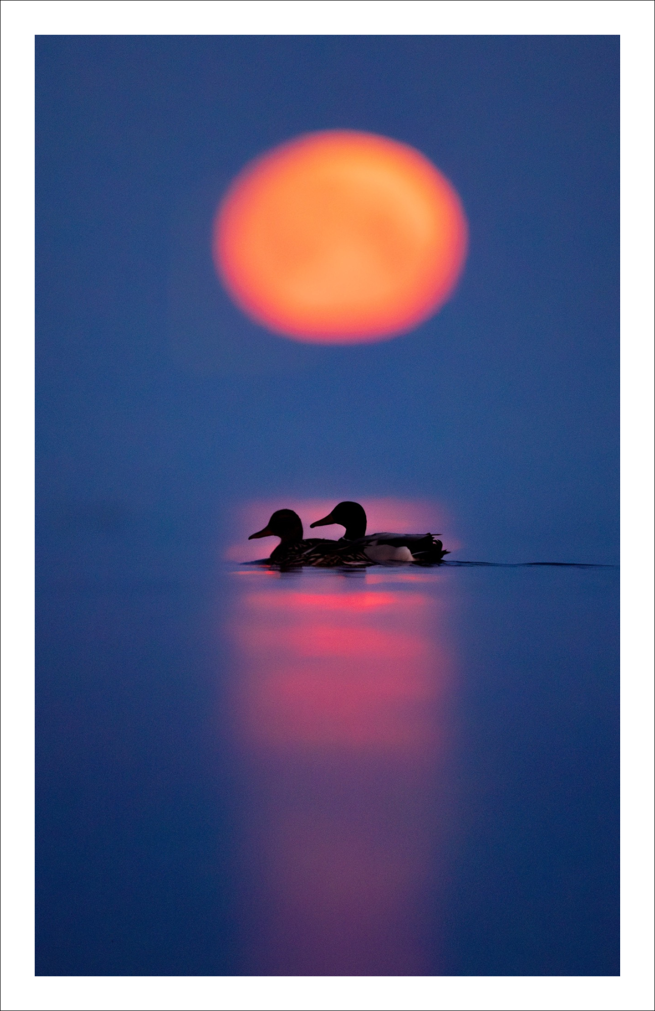Moonset ducks - carte de souhaits