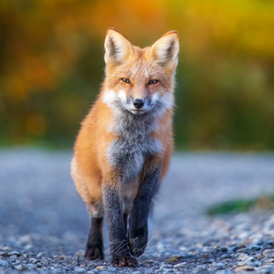 Coasters (set of 4) - Red foxes