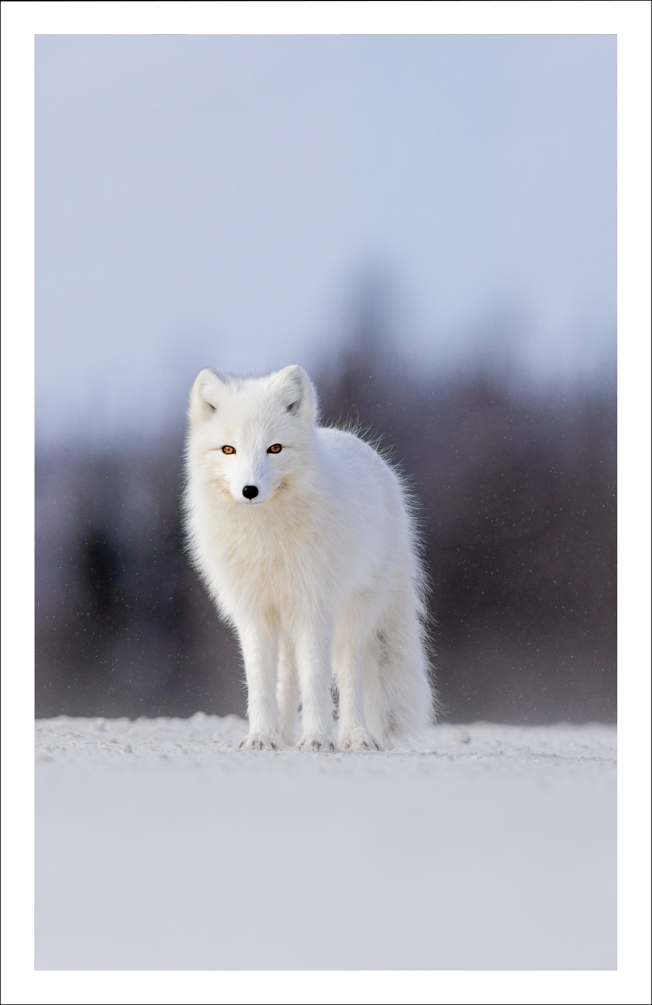 Moonset ducks - Greeting card