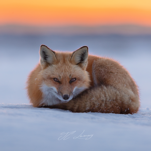 Coasters (set of 4) - Red foxes