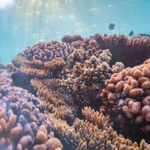 Aquarium naturel - Cadre galerie (18x24 pouces)