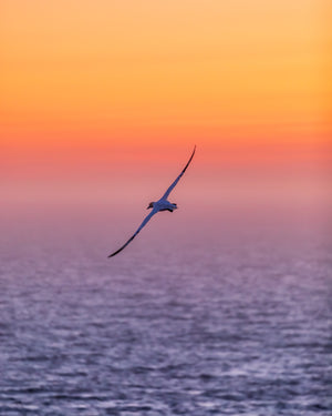 Fou de Bassan - cadre rond en bois massif (24 pouces)