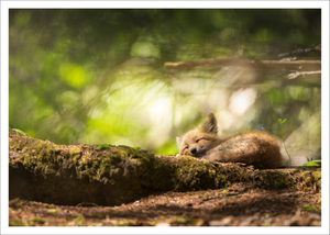 Magical forest -  Postcard