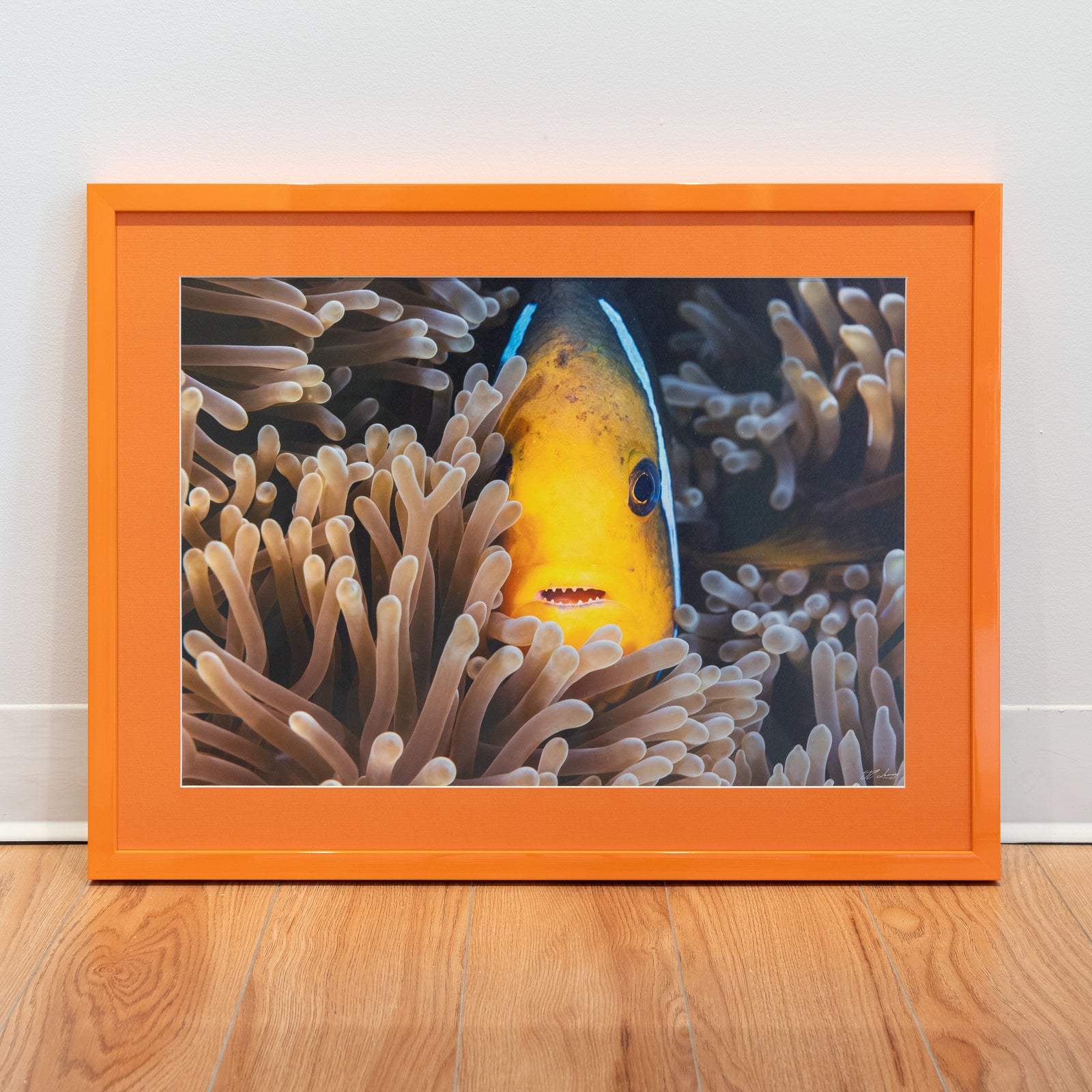 Nemo a des dents - Cadre galerie (18x24 pouces)