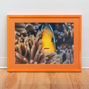 Nemo a des dents - Cadre galerie (18x24 pouces)