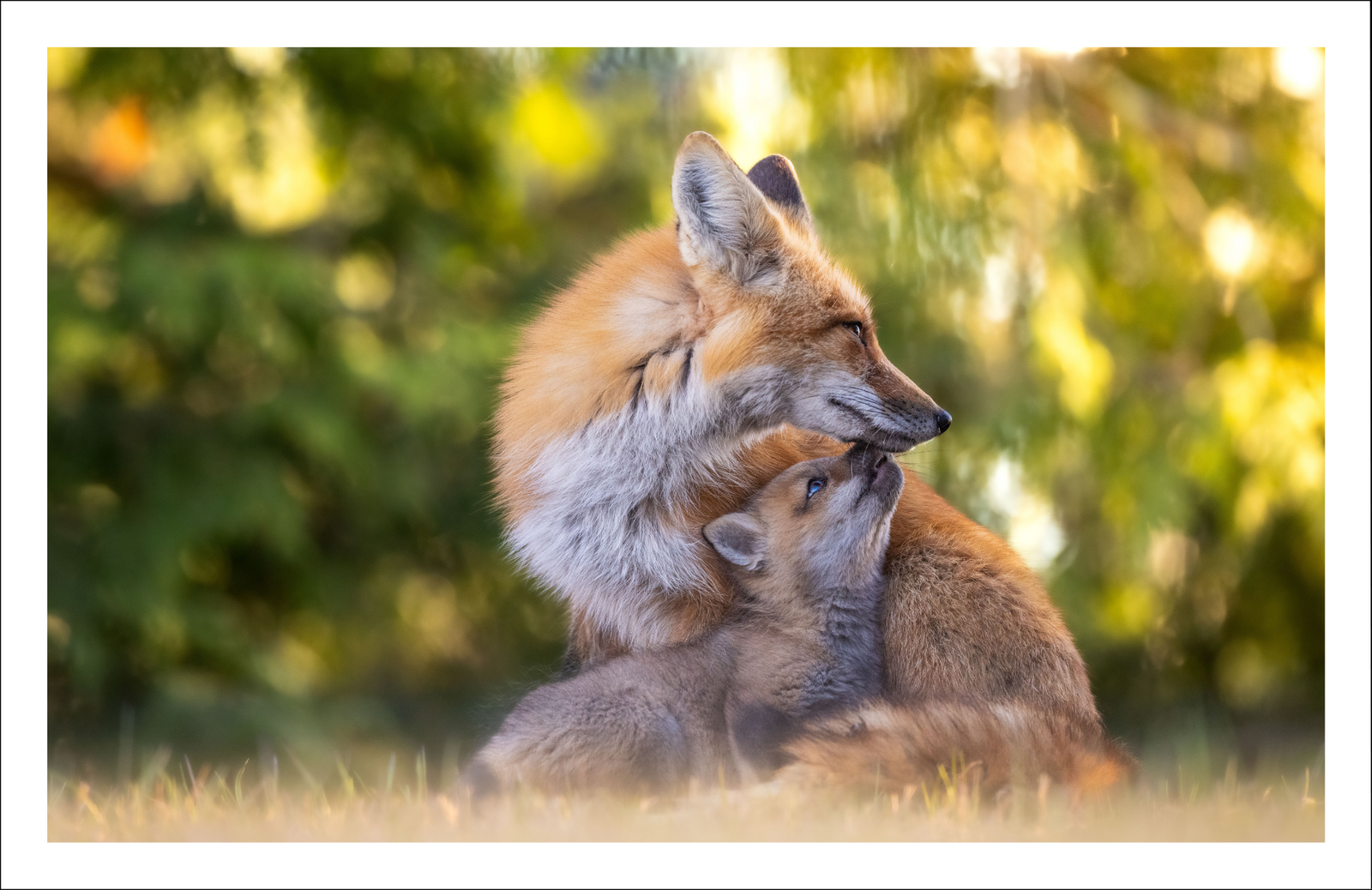 Le retour du printemps - Carte de souhaits