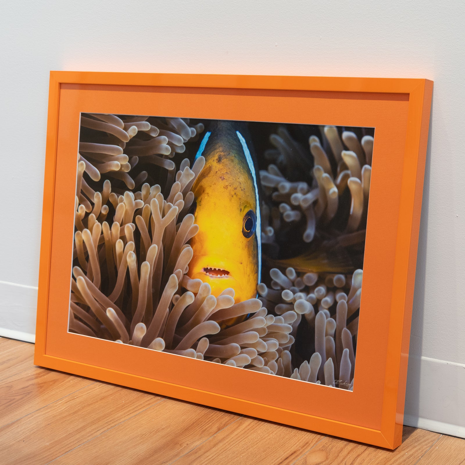 Nemo a des dents - Cadre galerie (18x24 pouces)
