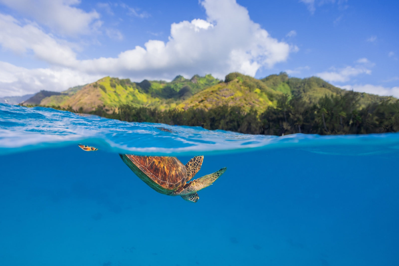 Tortue verte - cadre rond en bois massif (24 pouces)