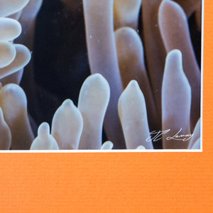 Nemo a des dents - Cadre galerie (18x24 pouces)