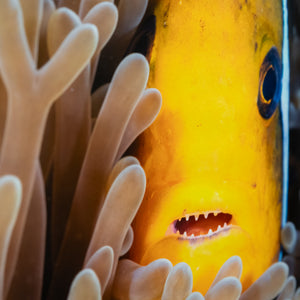 Nemo a des dents - Cadre galerie (18x24 pouces)
