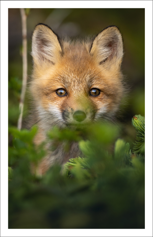 Fox cub - Greeting Card