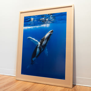 Megaptera - Édition limitée - Cadre galerie (32x40 pouces)