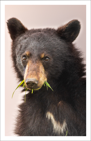 Black bear - Greeting Card
