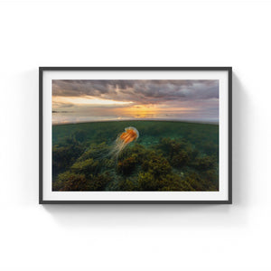 Sunset jellyfish and algae