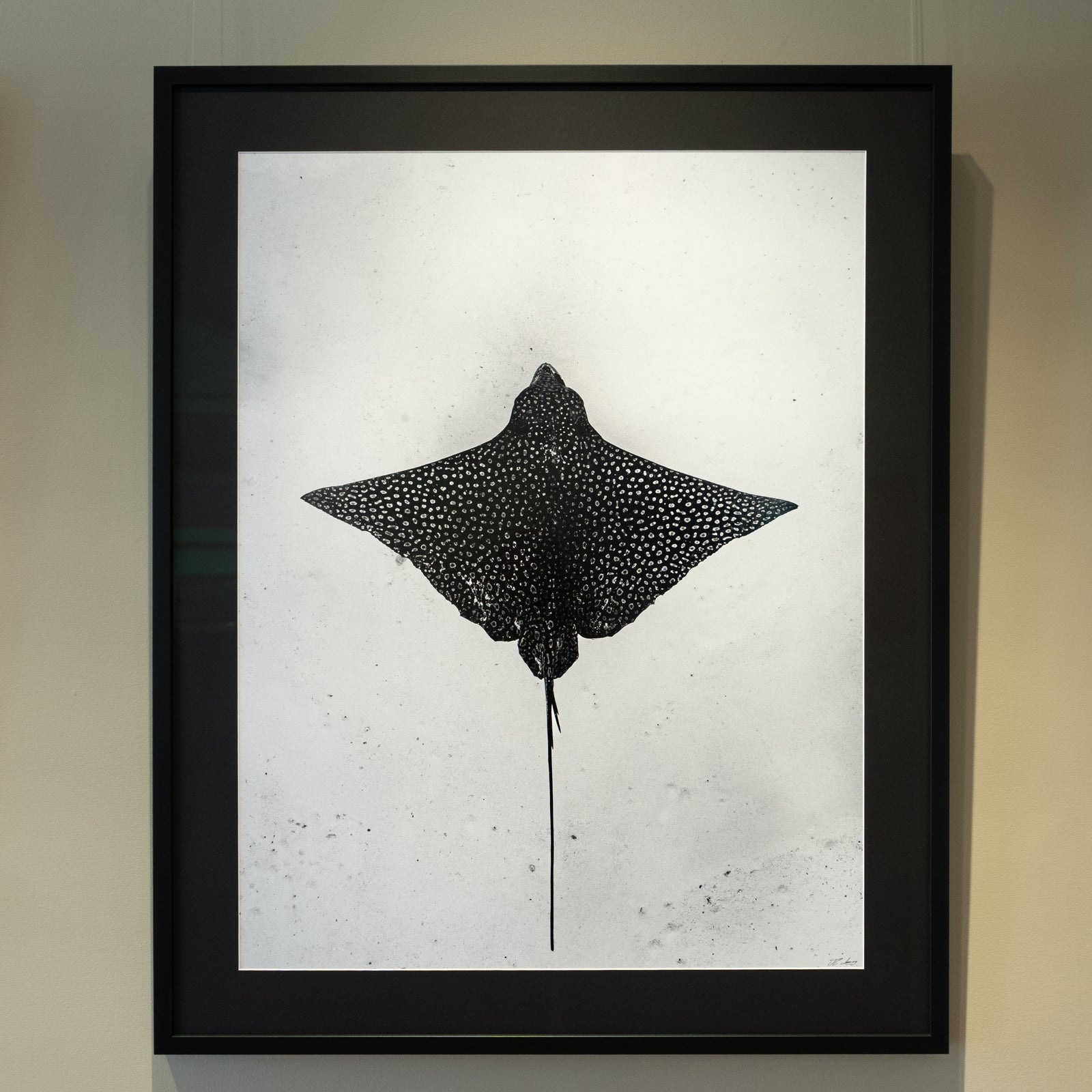 Raie léopard - Cadre galerie (32x40 pouces)