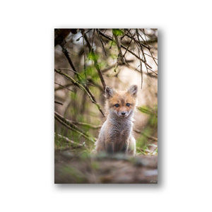 Fox cub under the branches