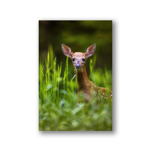Fawn in the light
