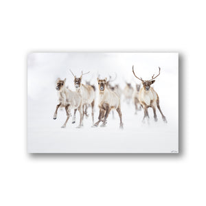 The running herd of caribous