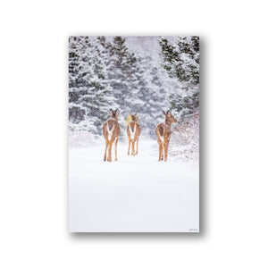 Trio de cerfs sous la neige