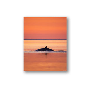 Sunset Minke whale