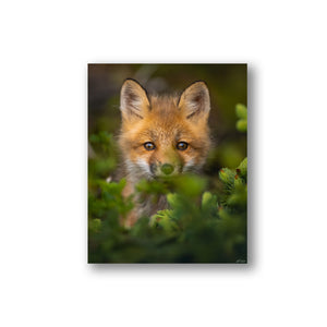 Fox cub in the conifers