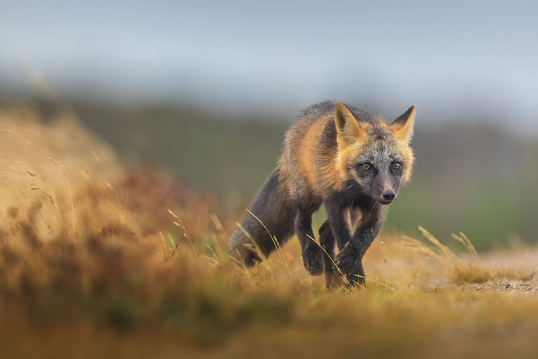 À la chasse
