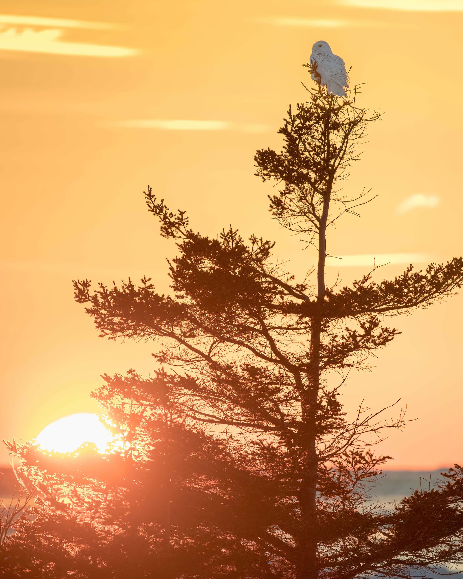 À la cime de l'arbre