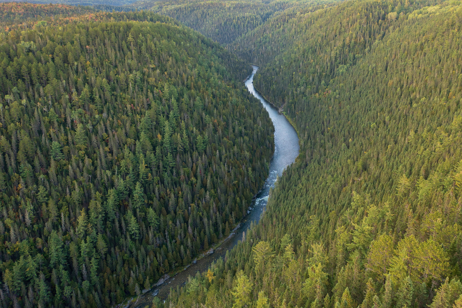 À travers les épinettes