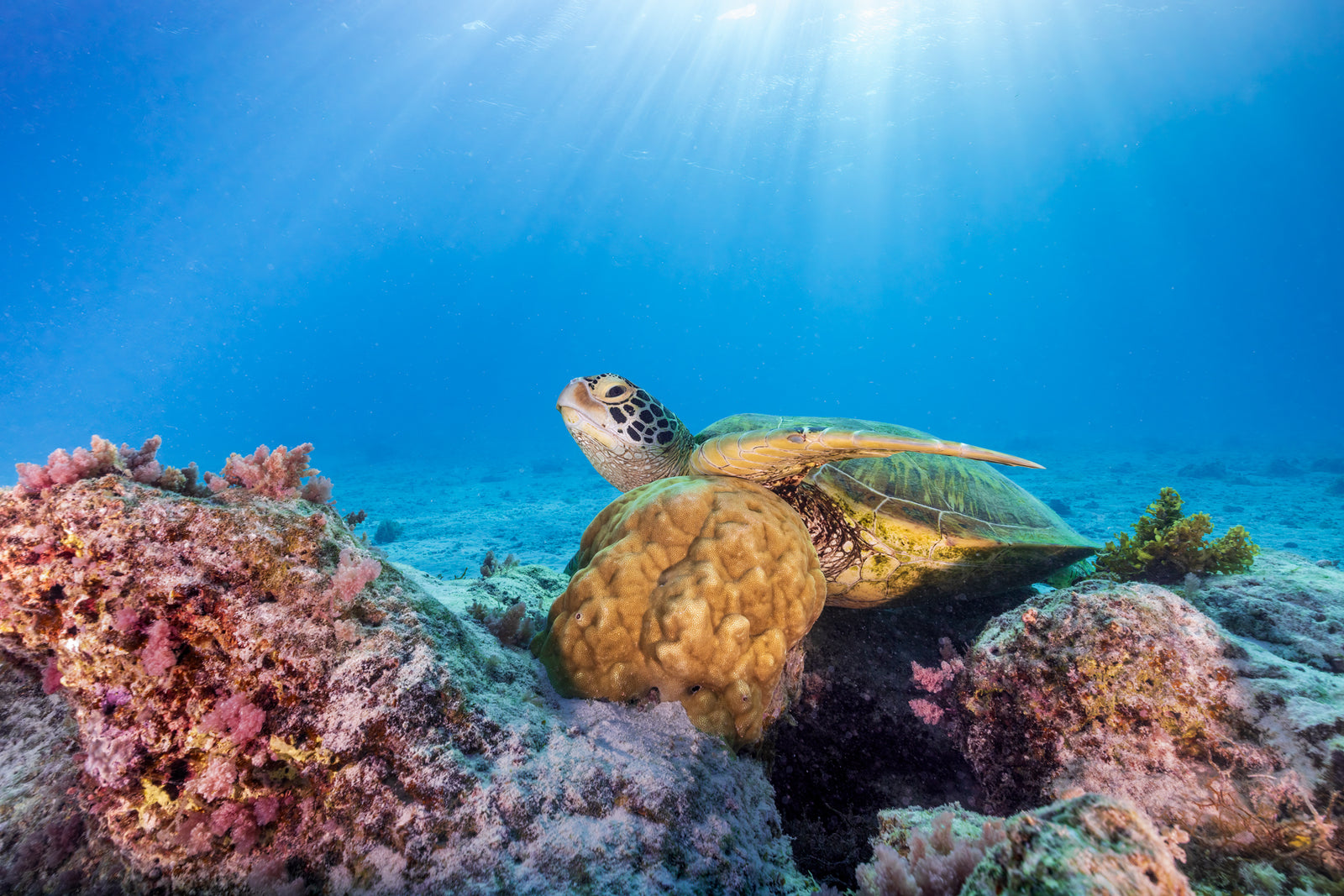 At rest, at the bottom