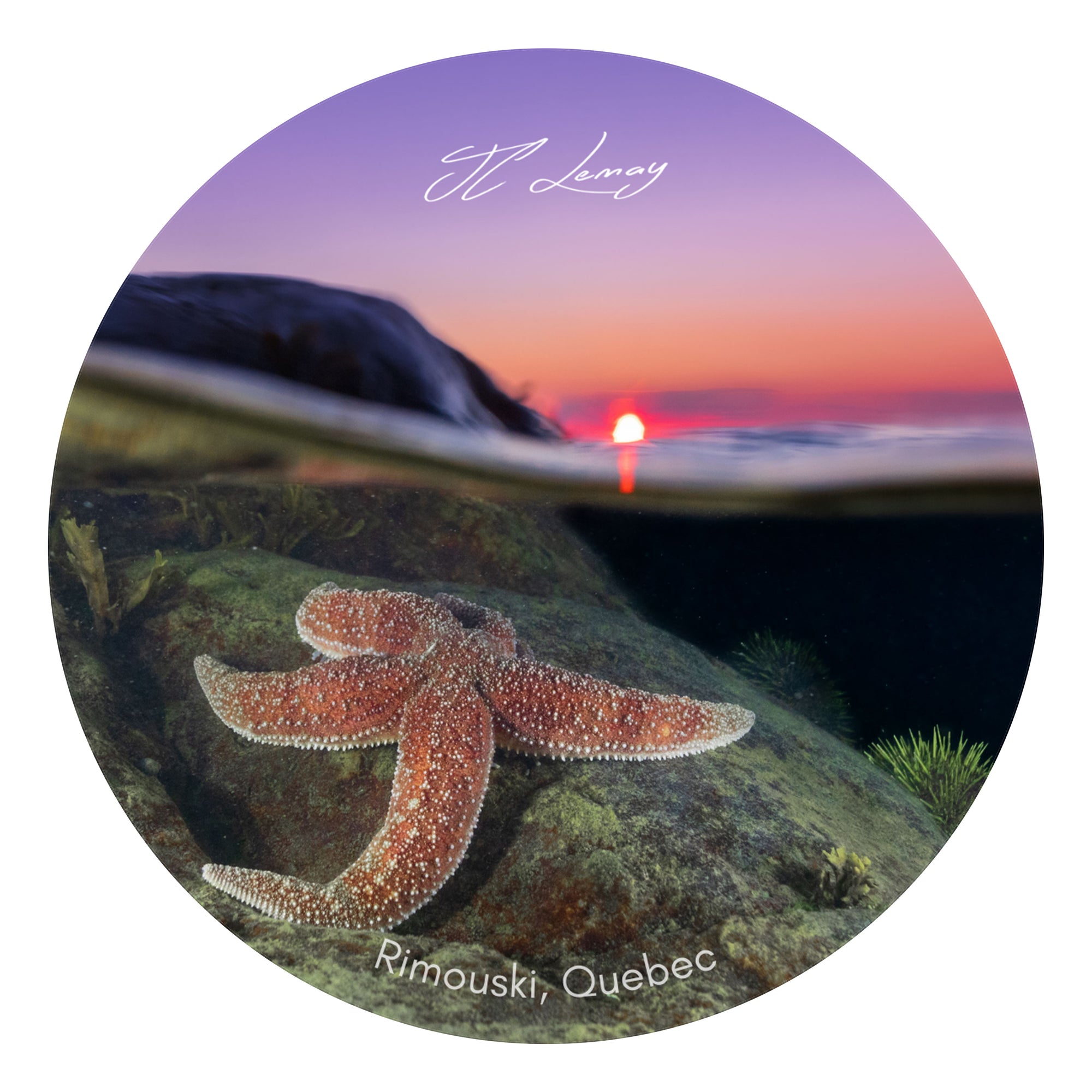 Sticker - Starfish