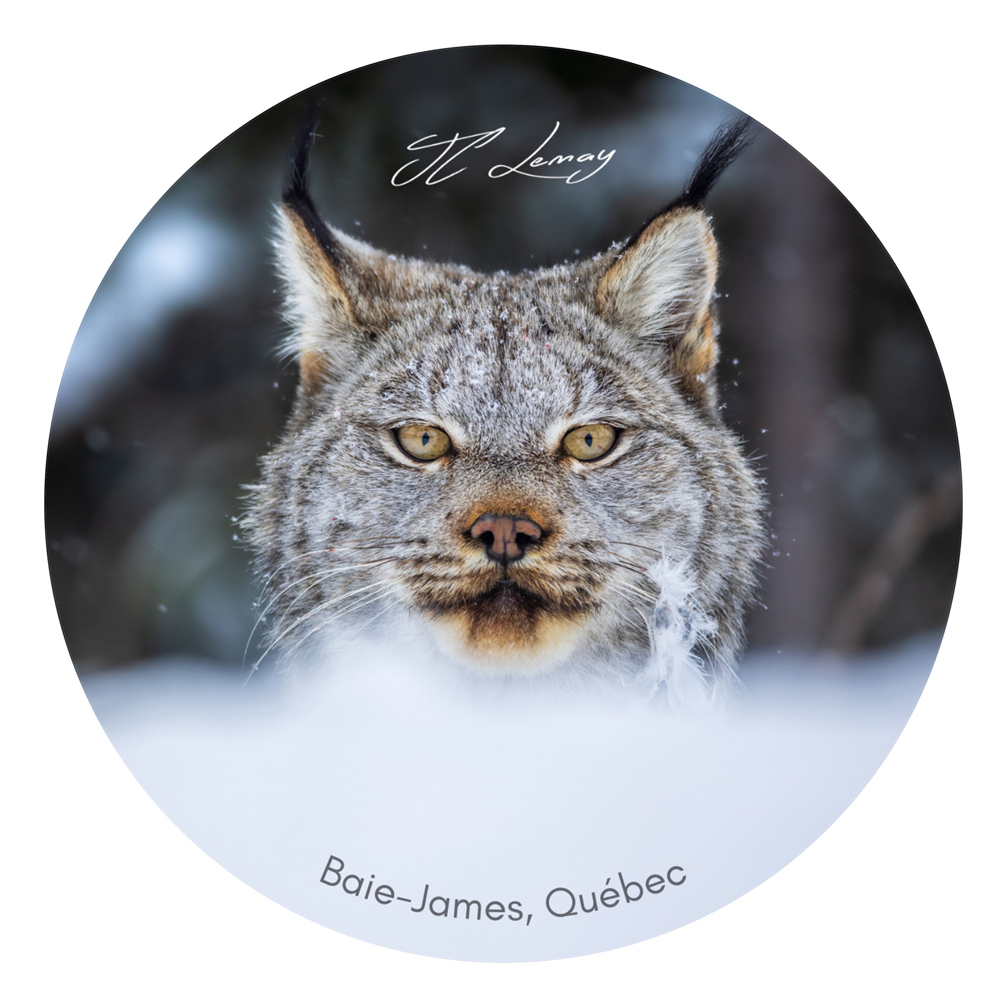 Sticker - Canada Lynx