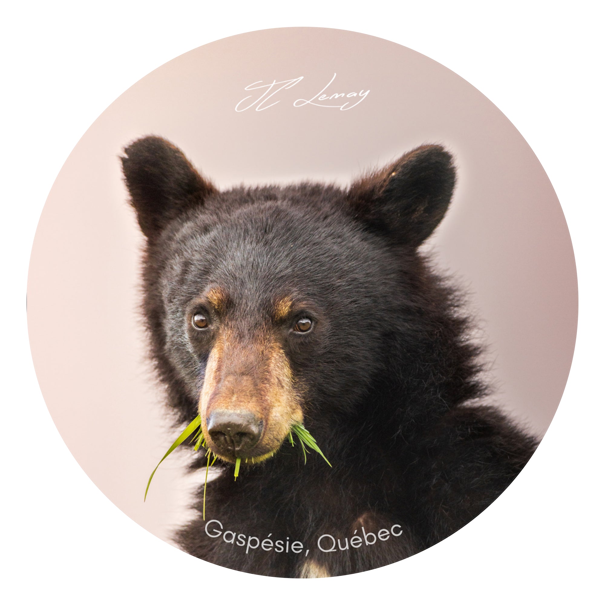 Sticker - Black bear