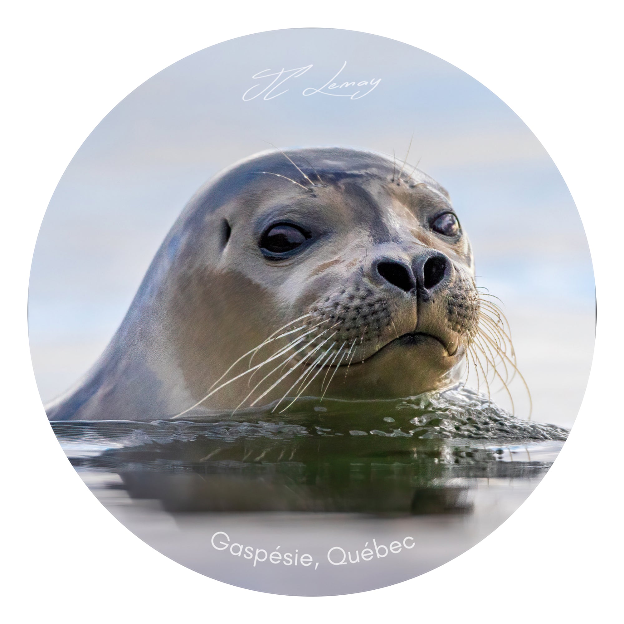 Sticker - Harbour seal