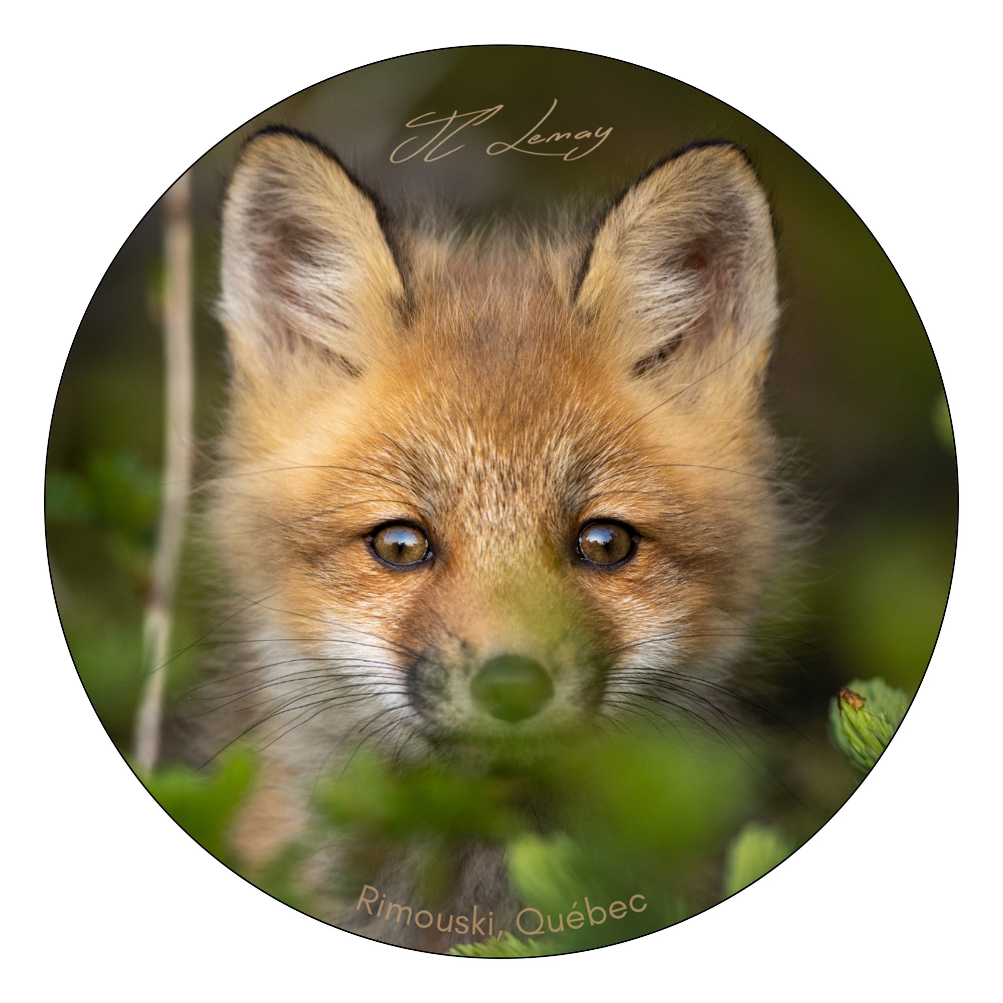 Sticker - Fox cub