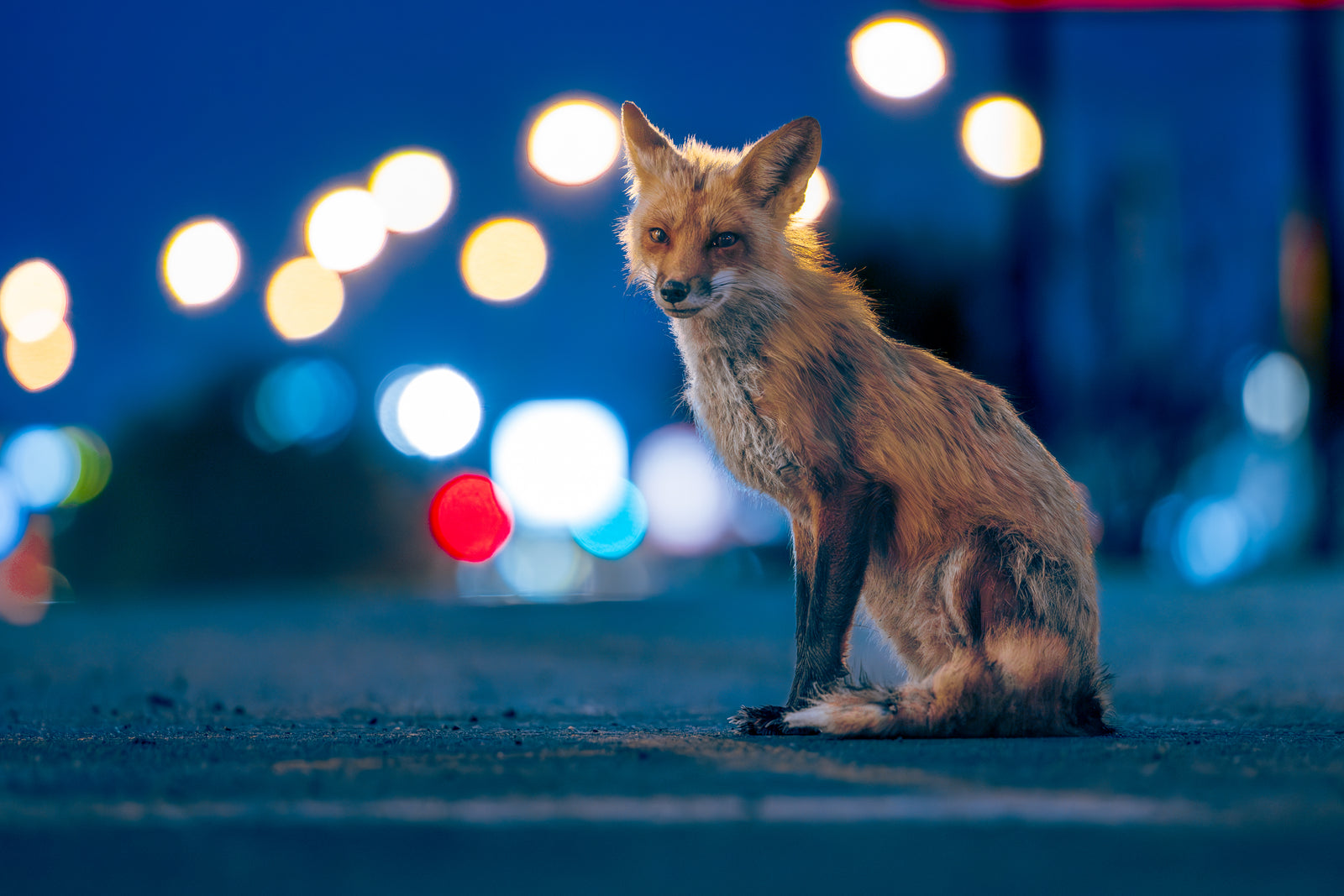 Renard urbain