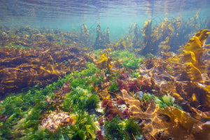 Algae forest